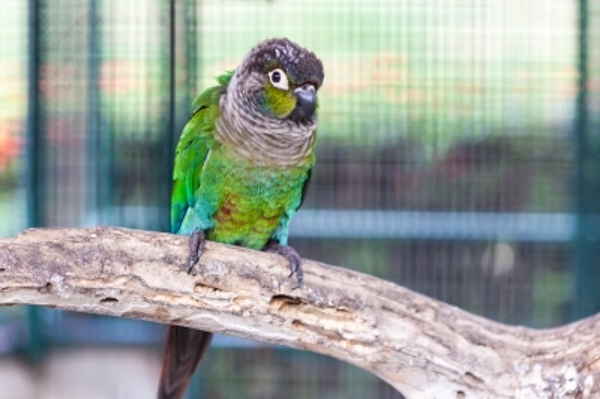 Waspada Bakteri di Kebun Binatang