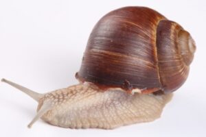 Racun Siput Redakan Nyeri