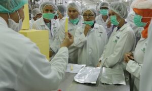 Begini Caranya Keju Olahan Diproses