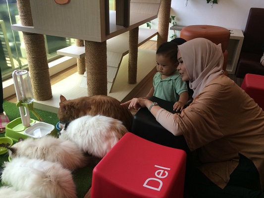 Bersantai di Kafe Kucing