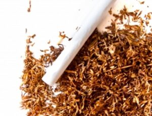 Memperkerjakan Anak di Perkebunan Tembakau Menjadi Sorotan