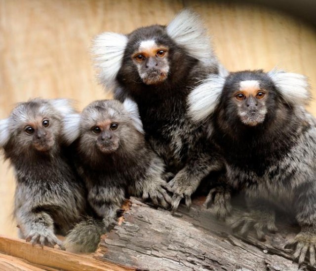 Cara Ayah Hewan Menyayangi Anak-Anaknya