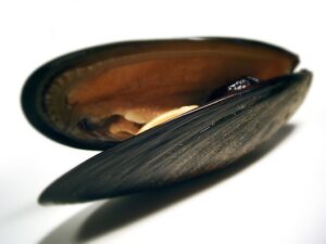 Makanan & Minuman yang Dapat Mencemari ASI