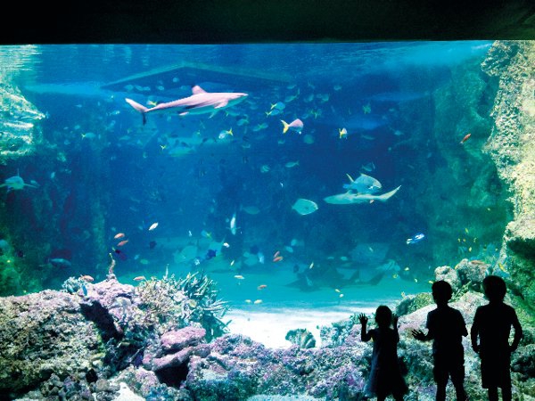 Liburan Edukatif Bersama Anak di SEA LIFE Australia