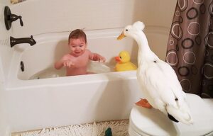Lucunya Bayi Ini Bersahabat dengan Bebek!