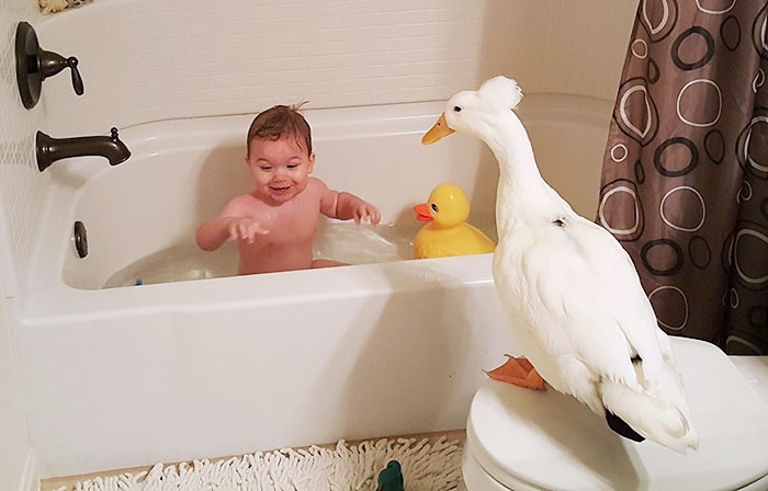 Lucunya Bayi Ini Bersahabat dengan Bebek!