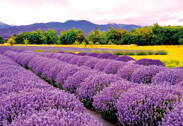 Panen Lavender di Provence, Perancis