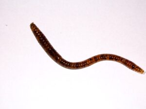 4 Cara Mencegah Cacingan