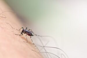 BPOM Menyetujui Vaksin DBD Pertama Di Dunia