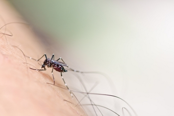 BPOM Menyetujui Vaksin DBD Pertama Di Dunia