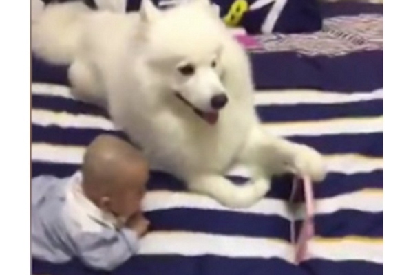 Bayi dan Anjing Menonton Film Bersama