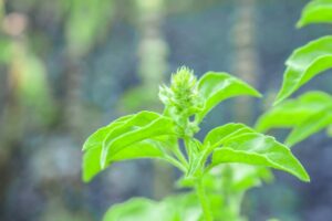 Atasi Kolik Bayi Dengan Daun Kemangi