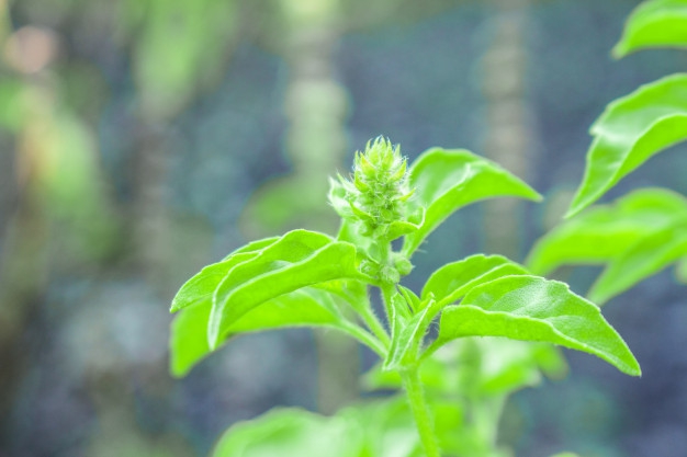 Atasi Kolik Bayi Dengan Daun Kemangi