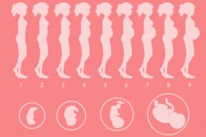 Perkembangan Janin di Kehamilan 1 Bulan