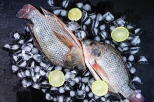 Berkenalan dengan Ikan Tilapia yang Penuh Gizi