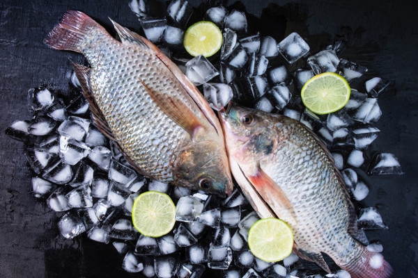 Berkenalan dengan Ikan Tilapia yang Penuh Gizi