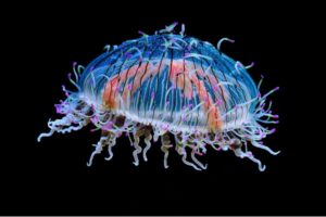 Keluarga Baru Jakarta Aquarium