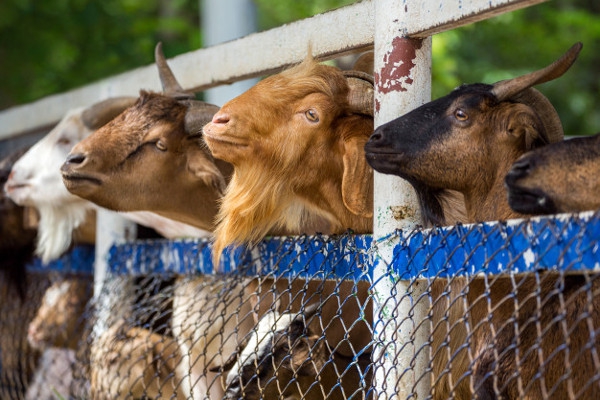 Bolehkah Mengajak Anak Melihat Pemotongan Hewan Kurban?