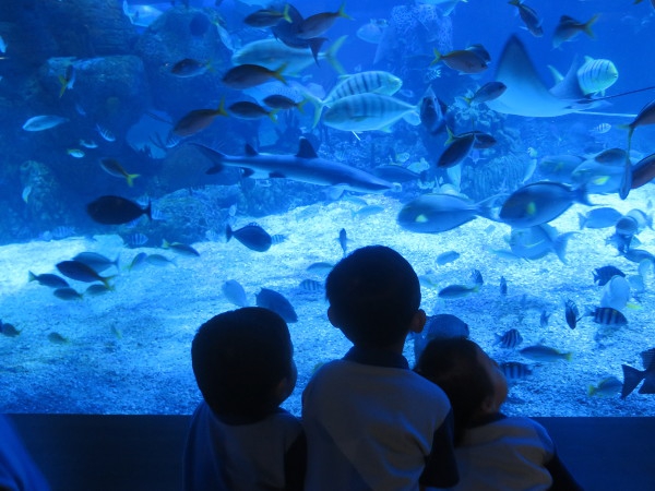 Serunya Perayaan HUT M&B ke-13 di Jakarta Aquarium