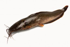 Moms, Ini Manfaat Ikan Lele Untuk MPASI Bayi