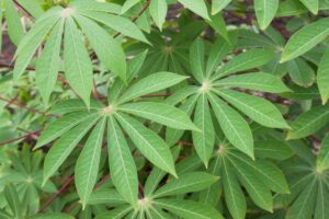 Manfaat Daun Singkong bagi Ibu Hamil