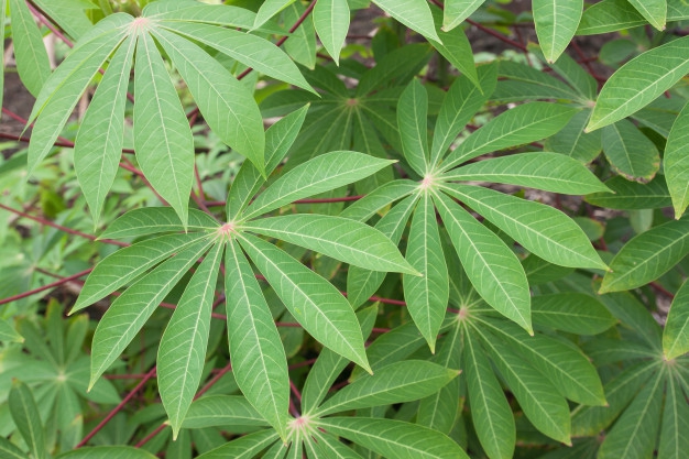 Manfaat Daun Singkong bagi Ibu Hamil