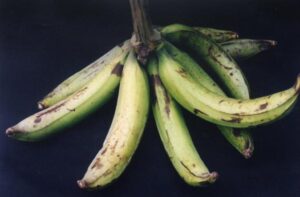 Mengenal Pisang Agung Semeru dan Manfaatnya untuk Tubuh