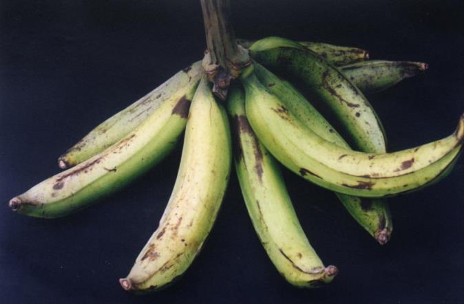 Mengenal Pisang Agung Semeru dan Manfaatnya untuk Tubuh