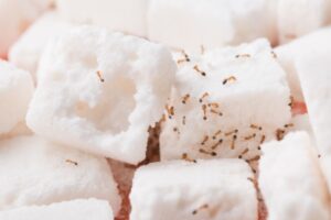 5 Cara Alami untuk Membasmi Semut di Rumah