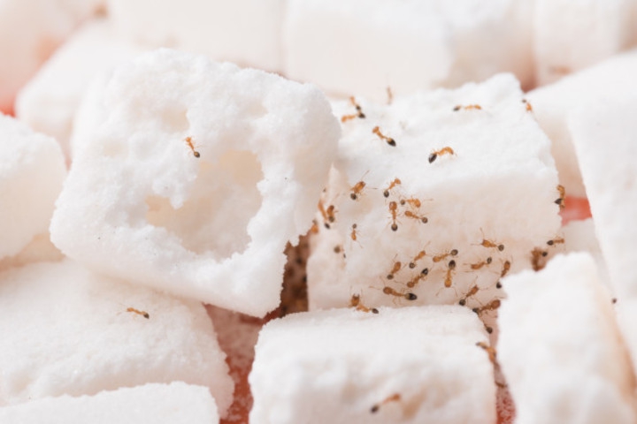 5 Cara Alami untuk Membasmi Semut di Rumah