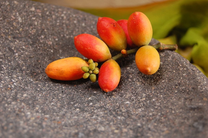 6 Manfaat Melinjo untuk Kesehatan Tubuh Anda