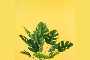 5 Fakta Unik Tanaman Monstera yang Perlu Moms Ketahui