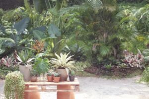 Suka Tanaman Hias? Yuk, Ikutan Urban Jungle, Moms!