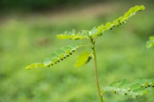 Mengenal Daun Meniran, si Tanaman Liar yang Kaya Manfaat