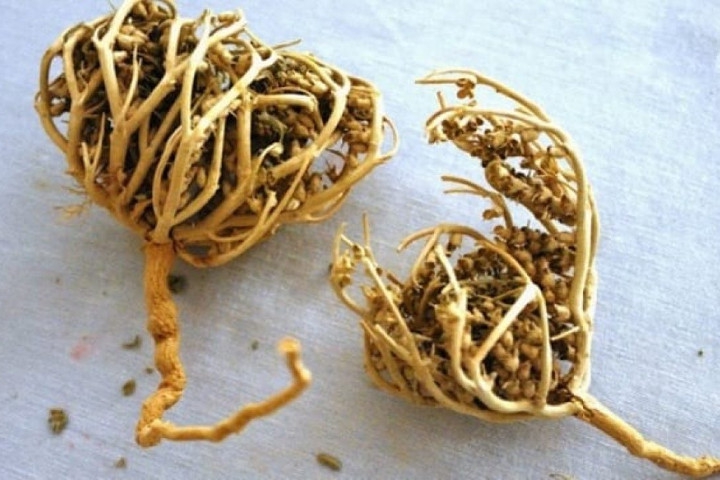 Waspada, Ini Efek Rumput Fatimah Terhadap Ibu Hamil