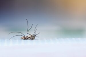 Tips Ampuh untuk Mengusir Nyamuk dengan Cara Aman dan Alami