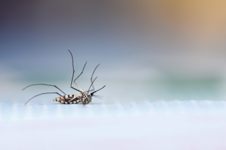 Tips Ampuh untuk Mengusir Nyamuk dengan Cara Aman dan Alami