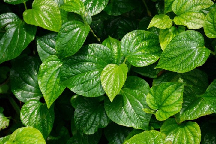 Sederet Manfaat Daun Sirih untuk Kesehatan, Moms Perlu Tahu!