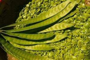 Ragam Manfaat Konsumsi Petai Cina yang Jarang Diketahui