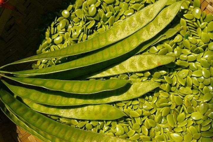 Ragam Manfaat Konsumsi Petai Cina yang Jarang Diketahui