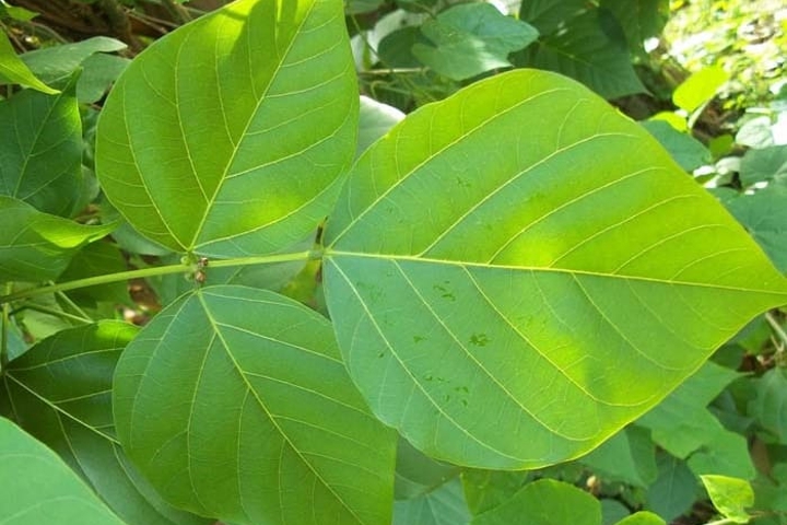 Jarang Diketahui, Ini Beragam Manfaat Daun Dadap Serep