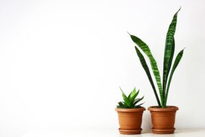 7 Tanaman yang Ampuh untuk Mengusir Ular agar Tak Masuk Rumah