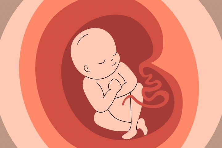 10 Fakta Menarik Seputar Plasenta, Penghubung Ibu dan Janin